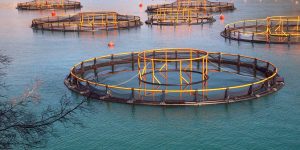 HDPE Fittings for Aquaculture Intake and Discharge Pipelines